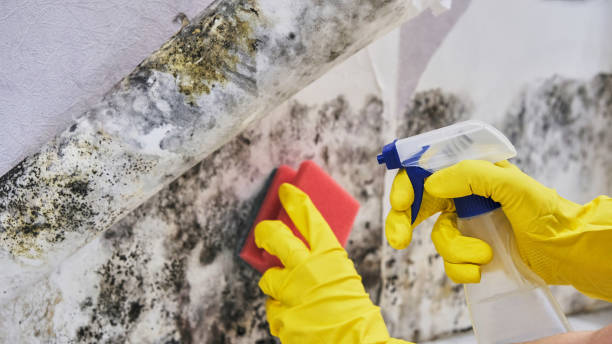 Best Mold Damage Restoration  in Palmyra, IN